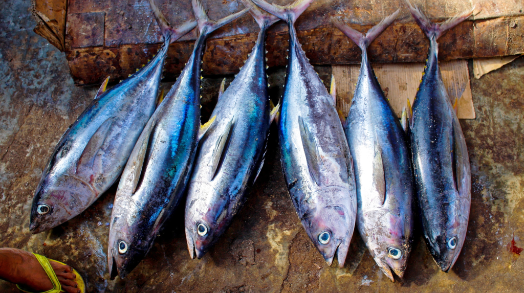 Histamin pada Ikan