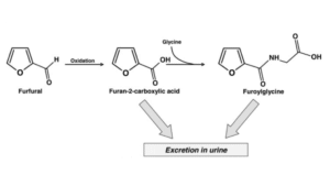 Untitled design 17 - Mengenal Metabolit Furoic Acid pada Pajanan Furfural