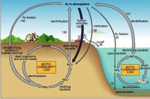 siklus nitrogen di perairan (cemaran nitrit dalam air)