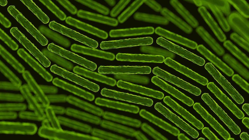 Penarikan Produk Latiao Karena Bacillus cereus
