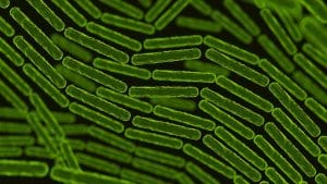 Penarikan Produk Latiao Karena Bacillus cereus