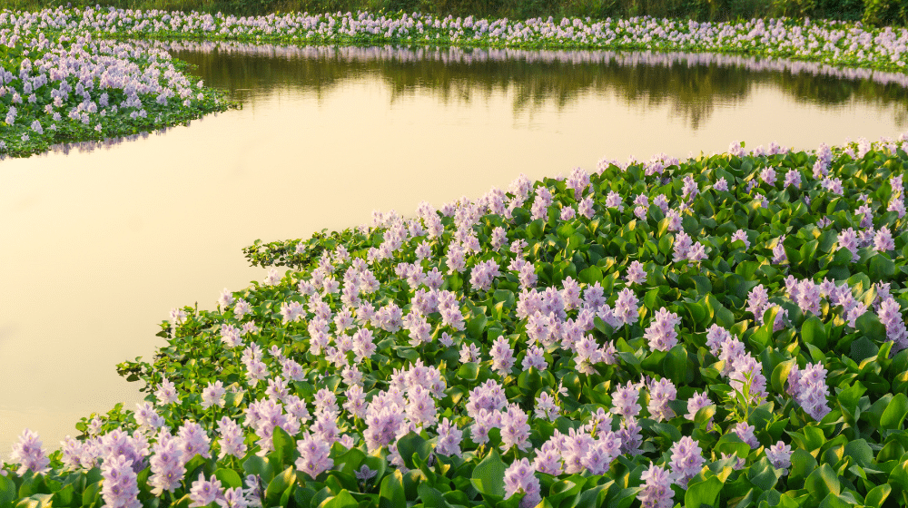 tanaman eceng gondok dapat menyerap oksigen terlarut dalam air