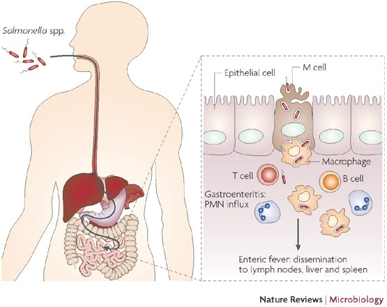 Gambar 1 Mekanisme infeksi dan toksisitas Salmonella (Haraga et al. 2008)