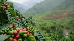 Bisnis Kopi Indonesia